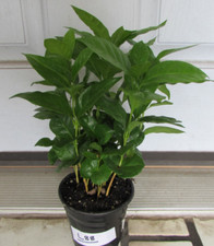 Live coffee tree for sale  Sarasota