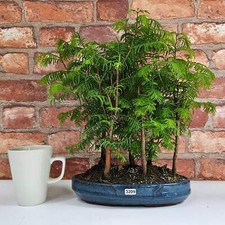 Dawn redwood bonsai for sale  LEEDS