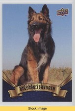 belgian tervuren for sale  Auburn