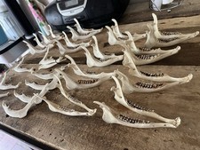 Rehbock reh unterkiefer gebraucht kaufen  Nettersheim