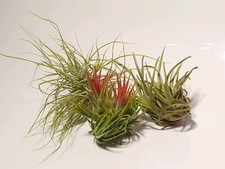 Luftpflanzen tillandsien tilla gebraucht kaufen  Schwarzenfeld