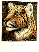 Leopard picture safari for sale  Patterson