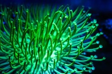 Cornbred japanese green for sale  Fort Lauderdale
