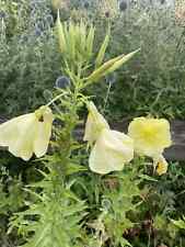 Evening primrose cottage for sale  BROMSGROVE