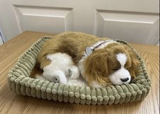 Perfect petzzz puppy for sale  PETERBOROUGH