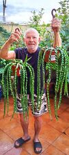 Rhipsalis cruciformis spiralis usato  Pomezia