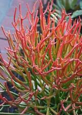 Euphorbia tirucalli rosea for sale  Miami