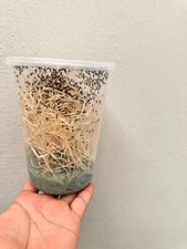 Flightless fruit fly for sale  USA