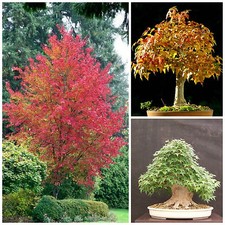 Graines acer buergerianum usato  Nizza di Sicilia