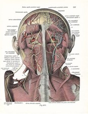 Stampa antica anatomia usato  Lecco