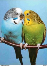 Animals birds wavy d'occasion  Expédié en Belgium