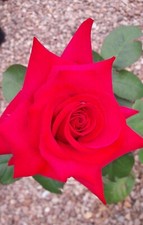 National trust hybrid for sale  WISBECH