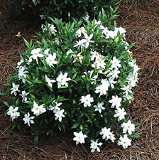 Frost proof gardenia for sale  Pelzer