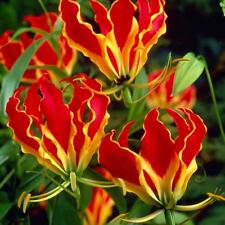 Semi gloriosa rothschildiana usato  Trappeto