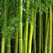 Giant green bamboo for sale  Bridgewater