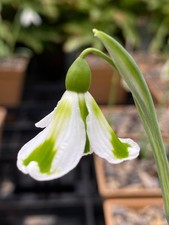 Galanthus molly may for sale  BURY ST. EDMUNDS