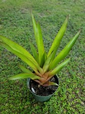 Bromeliad aechmea paradise for sale  Arcadia