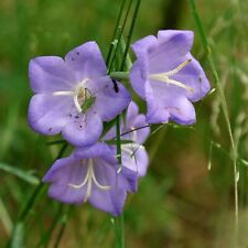Healthy campanula persicifolia for sale  UK