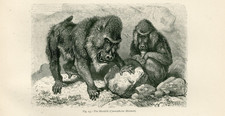 Mandrill monkey antique for sale  COLEFORD