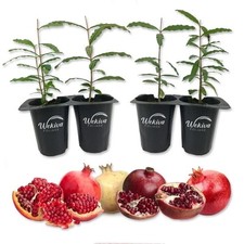 Pomegranate variety pack for sale  USA