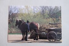 Postcard horse pony for sale  SHEFFIELD