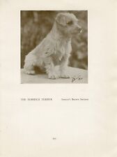 Norfolk norwich terrier for sale  COLEFORD