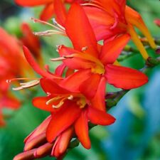 Crocosmia mistral fresh for sale  Collierville