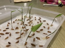 Dendrocalamus membranaceus gra usato Dendrocalamus membranaceus gra usato  San Biagio di Callalta