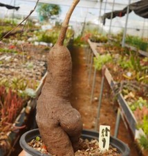 Rare cyphostemma elephantopus for sale  Shipping to United Kingdom