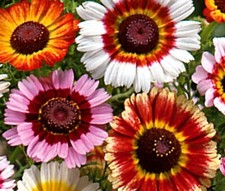 300 painted daisy for sale  Salem
