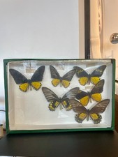Boite entomologique papillons d'occasion Boite entomologique papillons d'occasion  La Gacilly