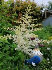 White astilbe bare for sale  ASHFORD