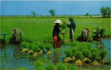Cpm thailand cultivation usato  Spedire a Italy