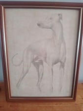 Framed greyhound print for sale  BLACKBURN