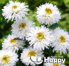 Eyed daisy crazy for sale  DONCASTER