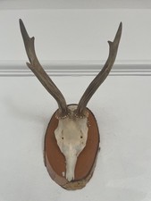 Antlers roe deer for sale  SOUTHEND-ON-SEA