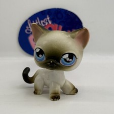 Siamese shorthair cat for sale  Alexandria