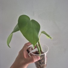 Monstera deliciosa swiss for sale  Wedgefield