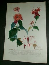 print botanical for sale print botanical for sale Cleveland