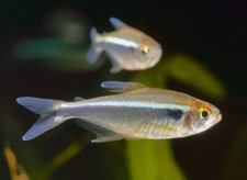 Silvertip tetra for sale  Royse City