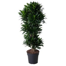 Drachenbaum dracaena compacta gebraucht kaufen  Düsseldorf