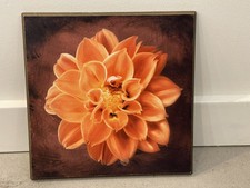Orange dahlia bloom for sale  Colts Neck