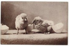 Chicks baby chickens for sale  North Haven