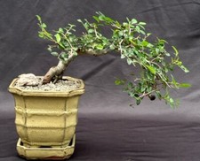 Chinese elm bonsai for sale  Patchogue