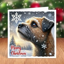Border terrier dog for sale  STOCKTON-ON-TEES
