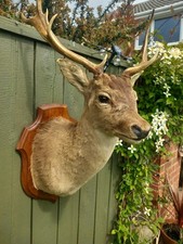 Taxidermy fallow deer for sale  BILLINGHAM
