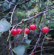 4ft stella sweet for sale  UK
