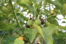 Semi jatropha curcas usato  Trappeto