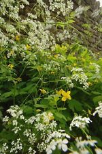 British wild flower for sale  WREXHAM