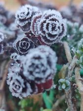 Sedum spurium dragon for sale  LONDON